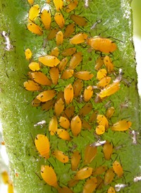 Oleander Aphid
